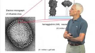 Stephen Harrison The Influenza Virus and Hemagglutinin Protein [upl. by Jennine]