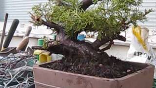 Repotting a Collected Prostrata Juniper [upl. by Koosis]