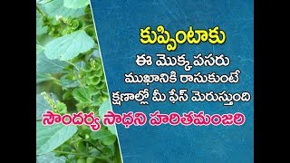 Kuppintaku uses in telugu  kuppintaku plant  Acalypha indica uses in telugu  కుప్పింటాకు [upl. by Coucher29]