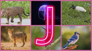 J Animals You Won’t Believe Exist [upl. by Corbin]