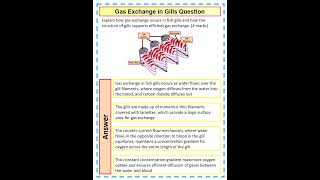 How to answer a 4 mark A Level Biology Question on gas exchange in gills [upl. by Cressi]