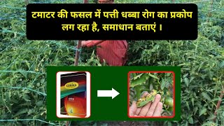 टमाटर में पत्ती धब्बा रोग का नियंत्रण  Leaf spot disease in tomato crop  Shorts KrishiNetwork [upl. by Asilehc]