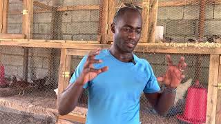 Elevage de poulets biologique en AfriqueMA méthode de A à Z [upl. by Haneen]