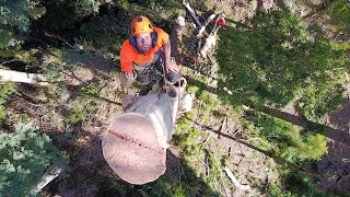 Arborist Tree Removal [upl. by Theis]