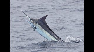 Marlin FAD Fishing Costa Rica aboard CARIBSEA [upl. by Alleinnad]