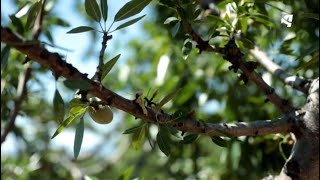 Monilia en los Almendros [upl. by Enneiluj516]