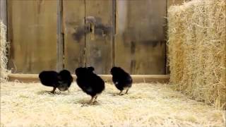 Barred Rock Bantam Chicks [upl. by Ecirum]