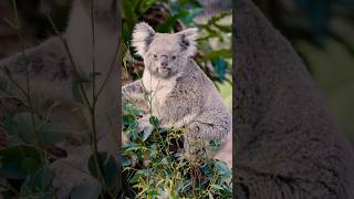 Koalas wildlife wildaustralia wildlifephotography australia australiananimals [upl. by Comfort396]