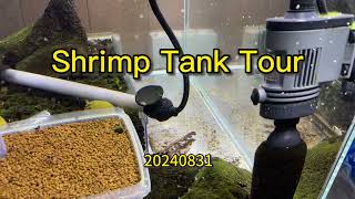 Shrimp tank tour 20240831 [upl. by Lotta]