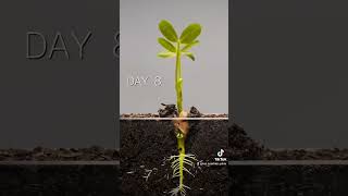 Seed Germination shorts plants science education [upl. by Homans]