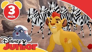 Løvernes garde  Zebraerne og det nye flokmedlem  Disney Junior Danmark [upl. by Elletnwahs]