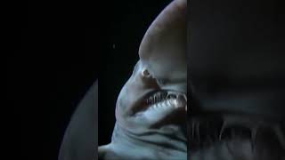 Just a Minute Goblin Shark [upl. by Revorg]