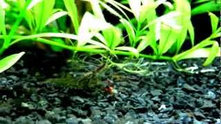 RED CLAW SHRIMP  Juvenile [upl. by Nilok402]