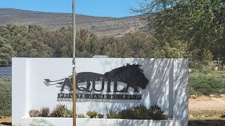 Aquila Private Game Reserve Capetown South Africa capetown aquila safari gamedrive [upl. by Gilead748]