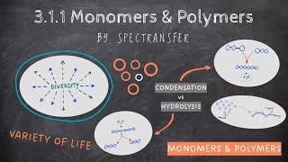 EASY REVISION AQA Alevel Biology 311 Monomers amp Polymers by SpecTransfer [upl. by Rhines65]