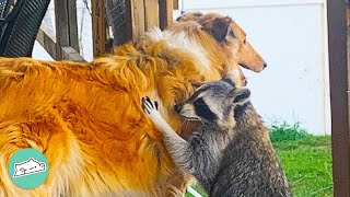 Three Raccoons Get Puppies And Become Obsessed With Them  Cuddle Buddies [upl. by Rolyt756]