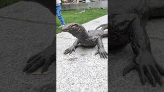 Magarmach Anaya video  crocodile video ritishadhanda shorts animals [upl. by Eisaj311]