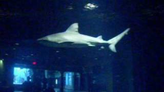 The Shark Tank at The Oklahoma Aquarium [upl. by Lananna]