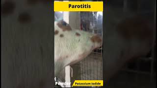 Oho Parotitis in goat [upl. by Ramberg]