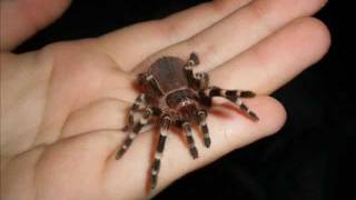 Slide show Growth of my Acanthoscurria geniculata Giant White Knee [upl. by Timmy]