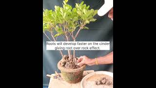 How to create root system on Ficus microcarpaRoot over rock style [upl. by Atsylak]