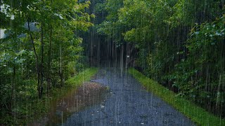 🔴聆聽！最真實迷人的森林純雨聲！雨聲助眠大自然的聲音，深度睡眠白噪音純雨聲，white noise rain asmr [upl. by Lathrope]