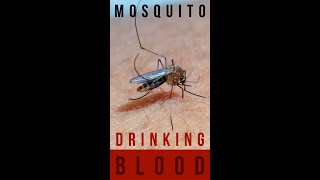 Mosquito drinking blood shorts [upl. by Krause]