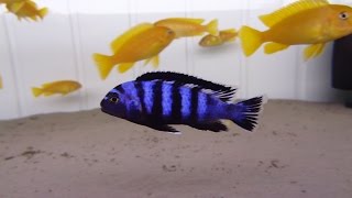 MALAWI CICHLIDS KarmienieFeeding [upl. by Oikim725]