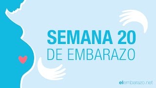 Semana 20 de embarazo  20 semanas de embarazo  El embarazo semana a semana [upl. by Hart234]