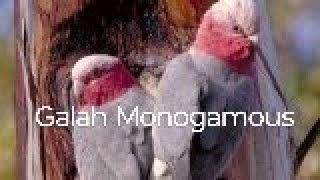 Galah Monogamous birds birdslover birdslife birdspecies [upl. by Dagney]