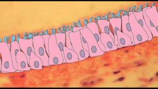 AP2 EXAM 2 MUCOCILIARY RESPONSEavi [upl. by Risay]