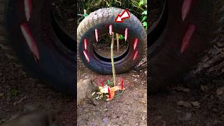 Creative wild boar trap using giant truck tires with sharp iron spikes trap animals trapping [upl. by Idmann]