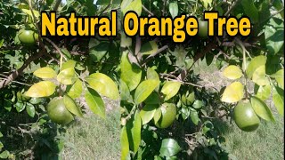 Natural Video Of Orange Tree  Pakistan Geographic pakistan [upl. by Korfonta]