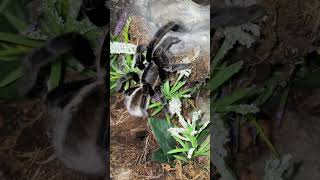 Meet the THAILAND GOLDEN FRINGE tarantula 🕷️ shorts [upl. by Enilecram]