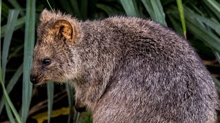 Quokkas in der Wilhelma Stuttgart [upl. by Nebra]