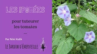 Tuteurer les tomates avec des ipomées [upl. by Ephraim]