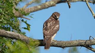 20240915 Redtailed Hawk North Meadow Lane Rocky Hill CT [upl. by Twila]