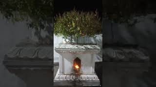 CHILUKA DWADASI 🙏✨🙏likesharesubscribe ytshorts 👆 [upl. by Mya]