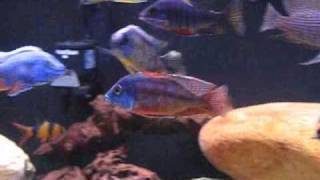 125 Gallon Malawi HapPeacock Aquarium 9808 [upl. by Lavud]