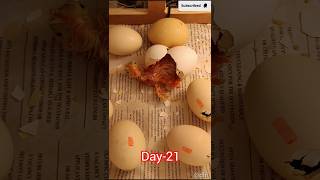 Chicken hatching🐣Day 1 to Day 21 shorts [upl. by Carol]