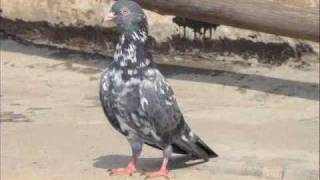 Sialkoti Pigeon From Pakistan [upl. by Octavla]