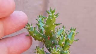 Austrocylindropuntia Subulata Cactus Alfileres de Eva CUIDADOS  Eva Pins Cactus  CARE [upl. by Isus]