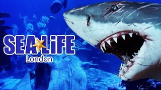 SEA LIFE London Walkthrough Tour [upl. by Johann]