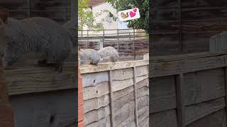 Feeding Mr Squirrel Nachos 🙂🩷animalshorts feedingstraycats squirrel nachoschips [upl. by Egroej]