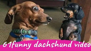 61 Funny Dachshund Dogs Videos Instagram Funny And Cute Dachshund Dog Try Not laugh Videos [upl. by Ailil]