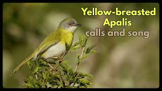 YELLOWBREASTED APALIS contact calls and song [upl. by Anders]