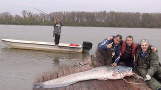 Pecanje na Savi i Dunavu kod Beograda  Pecanje soma smuđa bele ribe  Fishing catfish zander [upl. by Pansy]