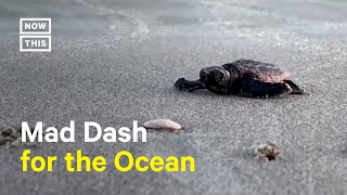 Sea Turtle Hatchlings Make Mad Dash for Ocean in South Carolina [upl. by Acilef]