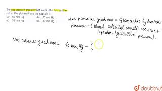 The net pressure gradient that causes the fluid to filter out of the glomeruli into the capsule is [upl. by Savanna327]