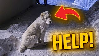 Shivering Hairless Dog Shows Up at Mans Door on a Freezing Night Begging for Help [upl. by Adirf]